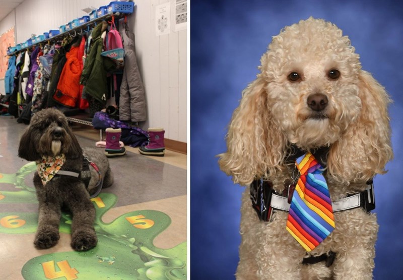 Clementine (left) and Oliver (right) a two of the certified therapy dogs working at schools in SD57. 