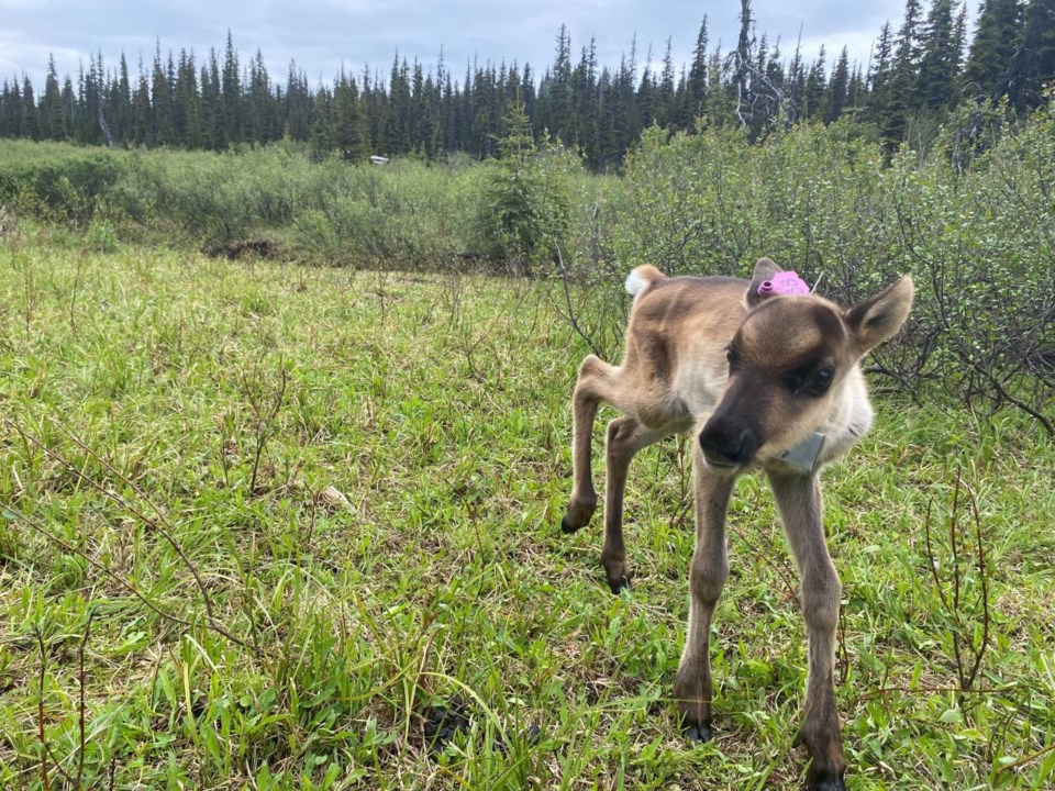 thumbnail_calf-38-2-wildlife-infometrics