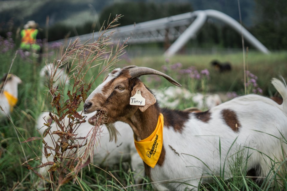 To Fight Invasive Species, Bring in the Goats