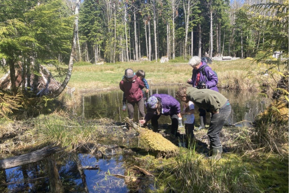 toadcounting