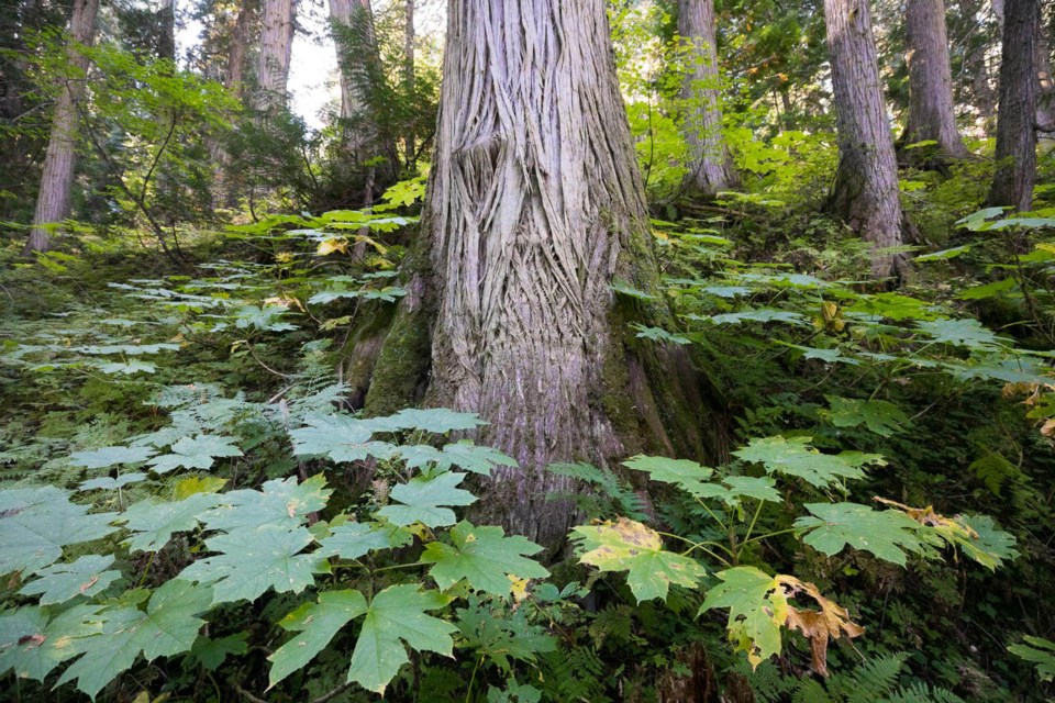 ancient-forest-inland-rainforest-devils-club