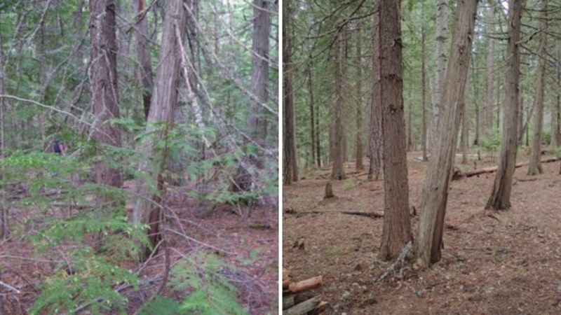 Before and after wildfire mitigation work. 