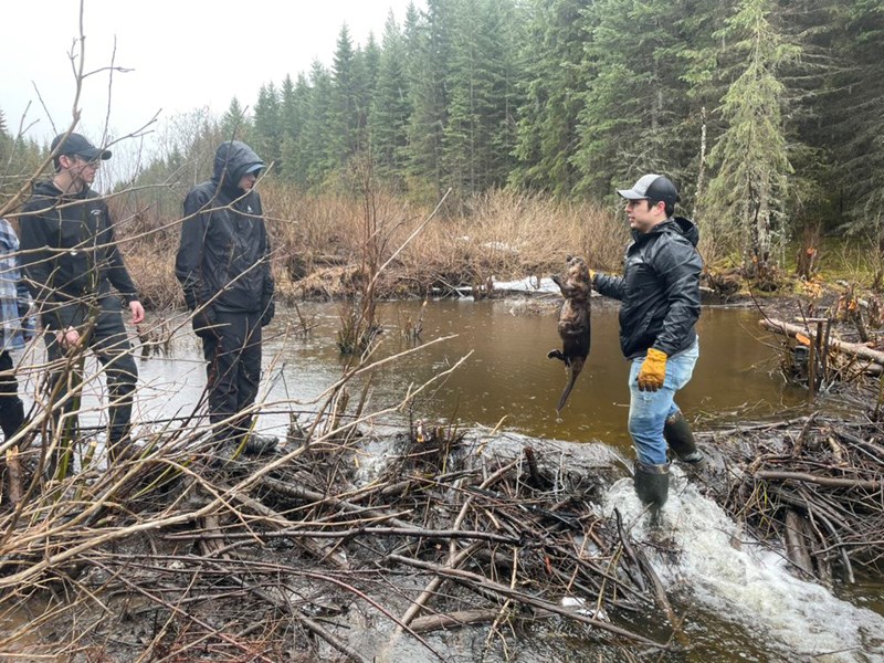 Experience A Working Trapline In Cochrane!