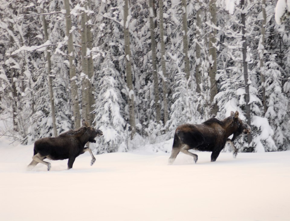 Moose in the inland rainforest_Paul Morgan