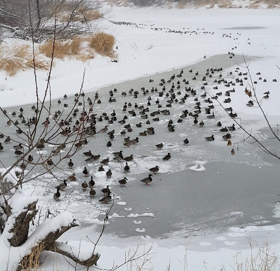 ducks-at-cottonwood-island-park