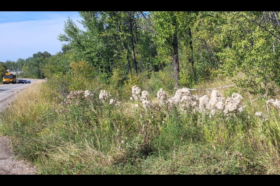 This colony of Canada thistle is seen along North Nechako Road close to the roundabout off Cameron Street Bridge.