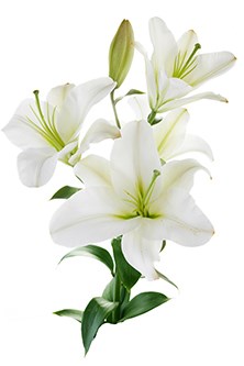 white-lily-obit