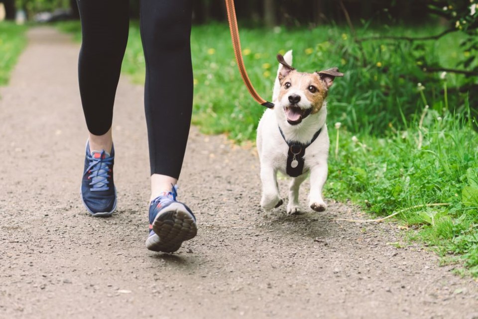 dog-on-leash-with-owner-getty-images