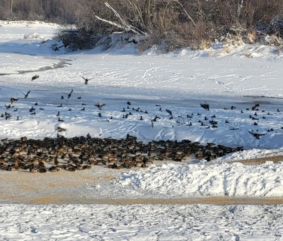 ducks-at-cottonwood-island-park-2024