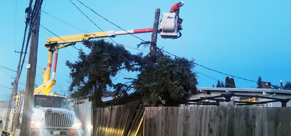 bc-hydro-tree-removal-ospika-and-fifth