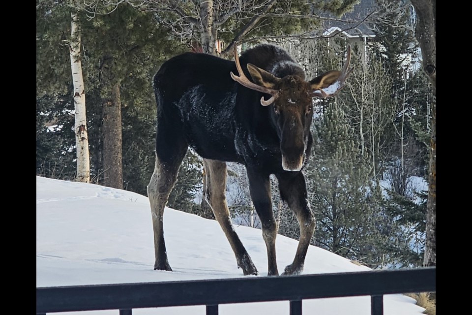 The moose notices someone watching. 