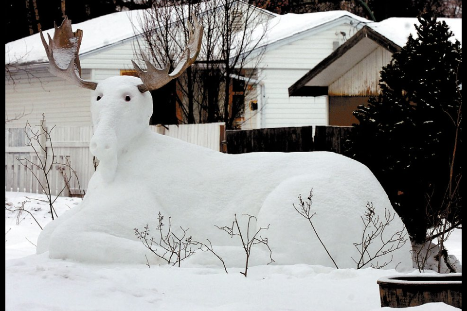 Jan. 16, 2008: A rare white moose was spotted in the 300 block of Burden Street. This one was carved out of snow with the antlers added. 