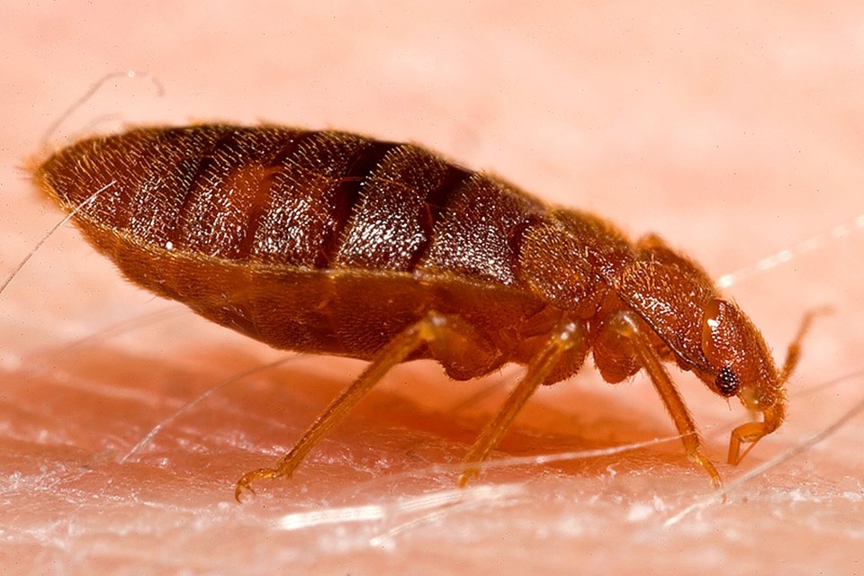 Residents of a Prince George apartment building have been dealing with a bedbug infestation for weeks.