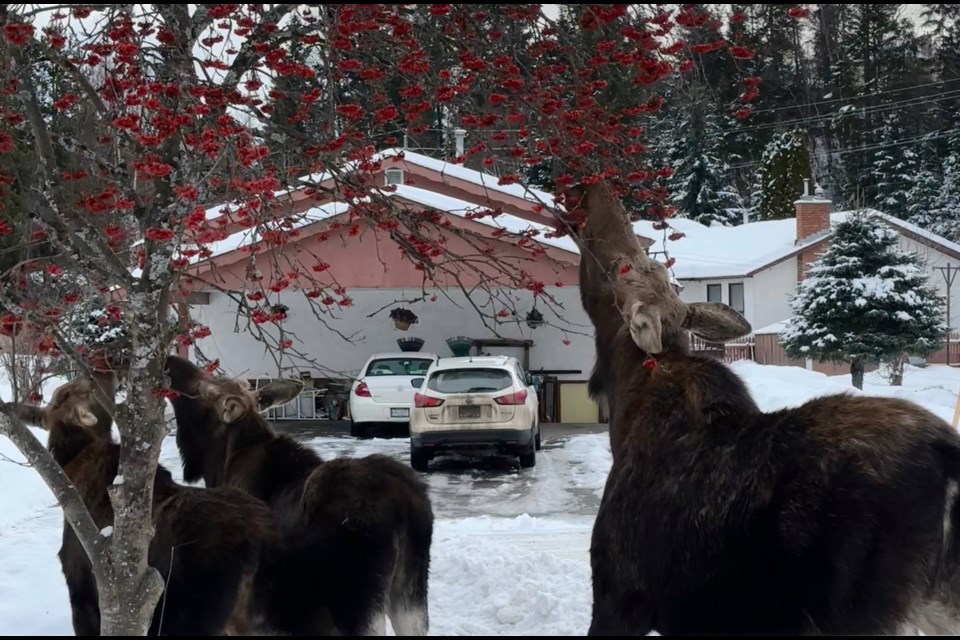 Rebecca Yurkowski had a trio of moose come into her McGowan Drive backyard Jan. 29 before they discovered the berries on the tree in the front.