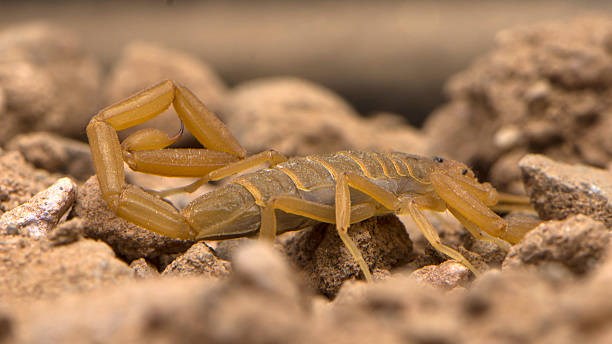 Arizona Bark Scorpion crawling on the rocky, sandy, ground with stinger held curled along its back.