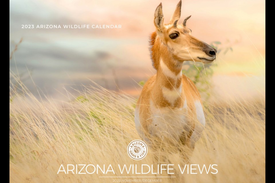 This contest is for images of Arizona wildlife.