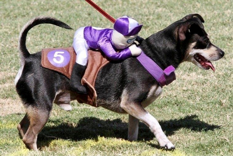 The 23rd annual BARKtoberfest, hosted by Friends for Life Animal Rescue, is from 8:30 a.m. to 1:30 p.m. on Saturday, Oct. 16, 2021.