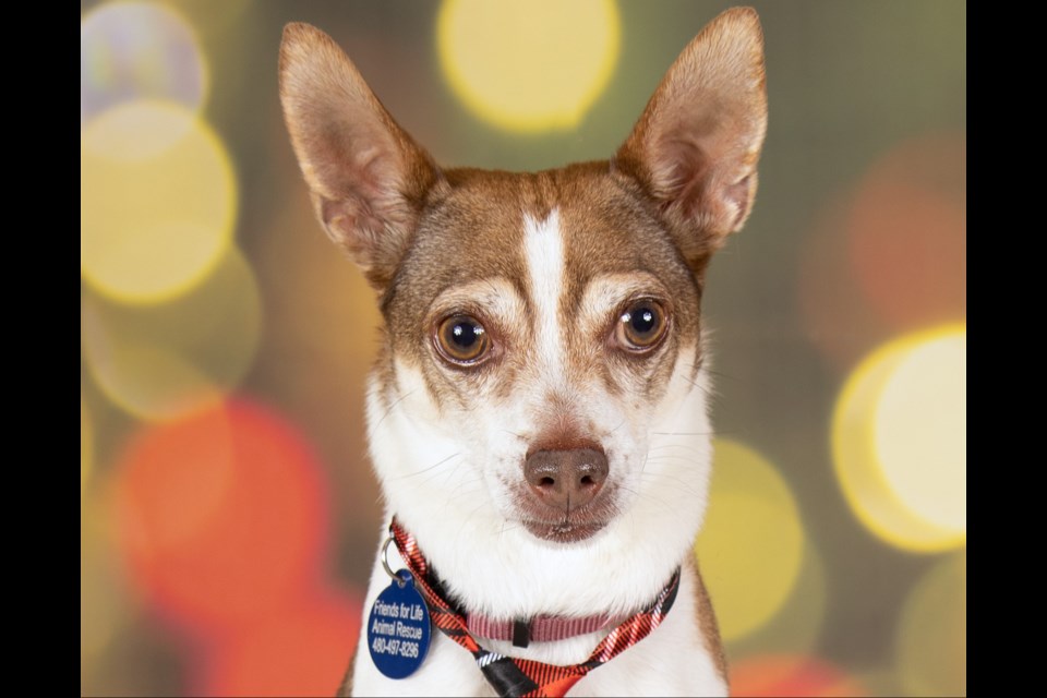 Buddy Holly is about 7 1/2 to 8 years old and around 10 to 12 pounds. This silly little boy seems to love everyone he meets.