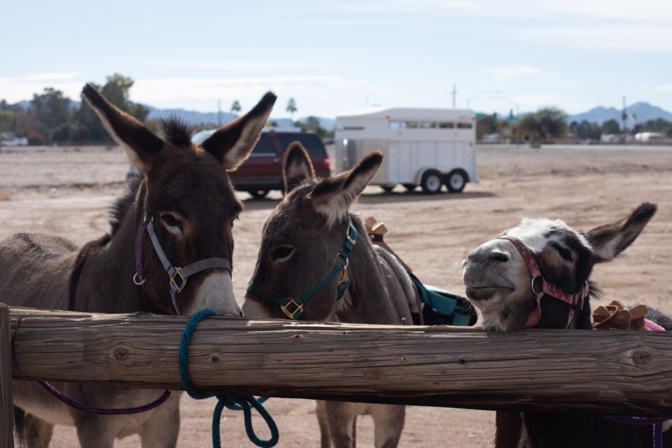 Desert Donkey Experiences provides the public with unique opportunities to get up close with these loving animals.