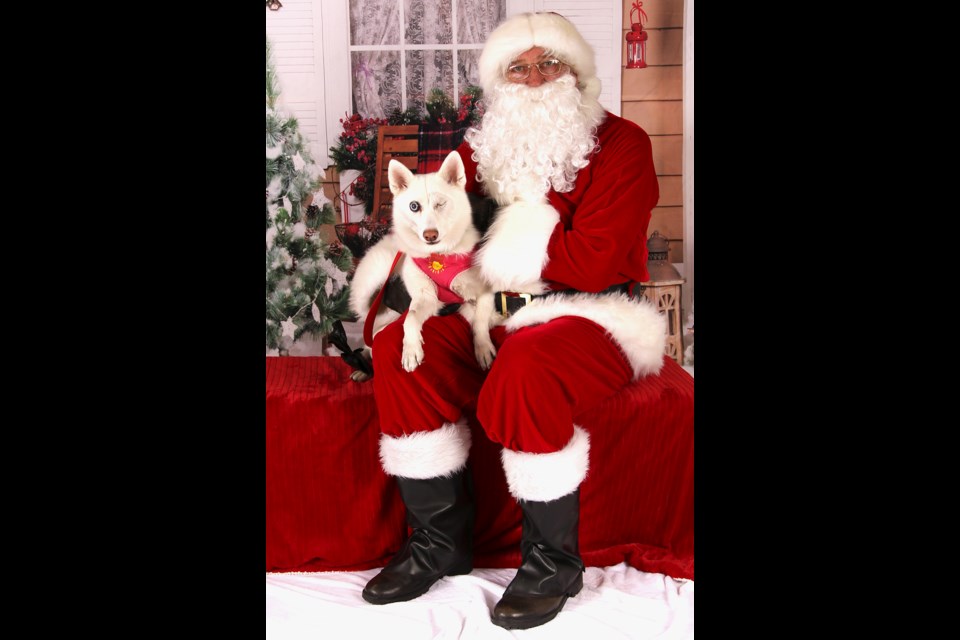 Calgary is a 5-year-old Samoyed/American Eskimo mix. She weighs around 26 pounds and has very limited sight (maybe sees shadows) in her remaining eye. Although she is doing well in her foster home, she told Santa she'd love to find her own family to love this Christmas.