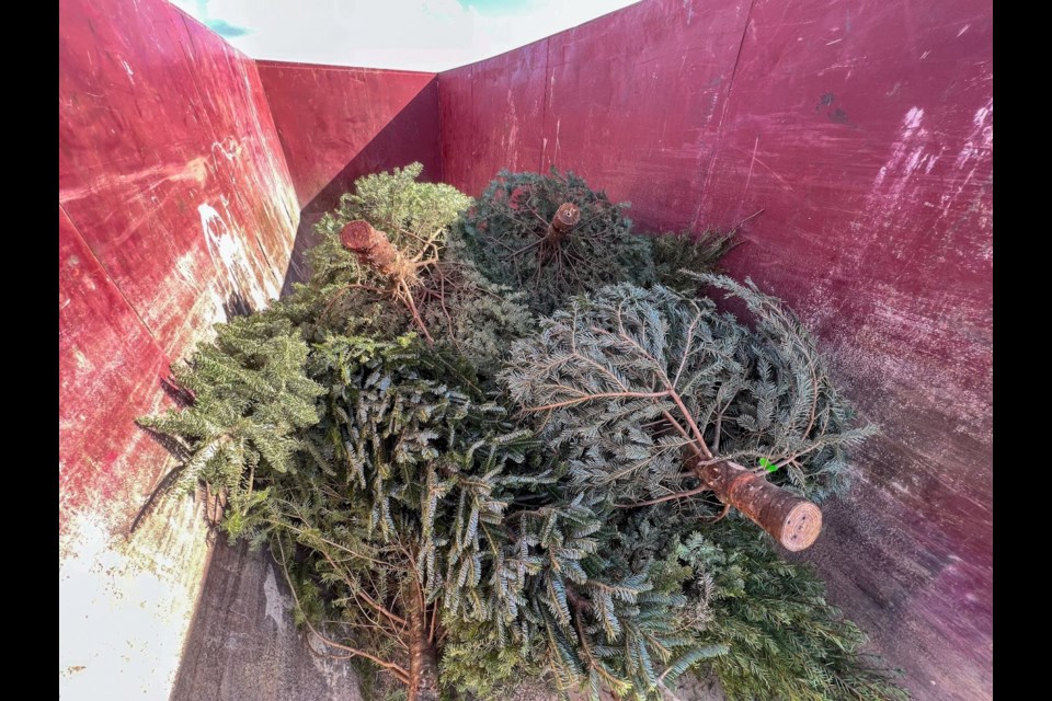 Recycle your Christmas tree with the Town of Queen Creek. 