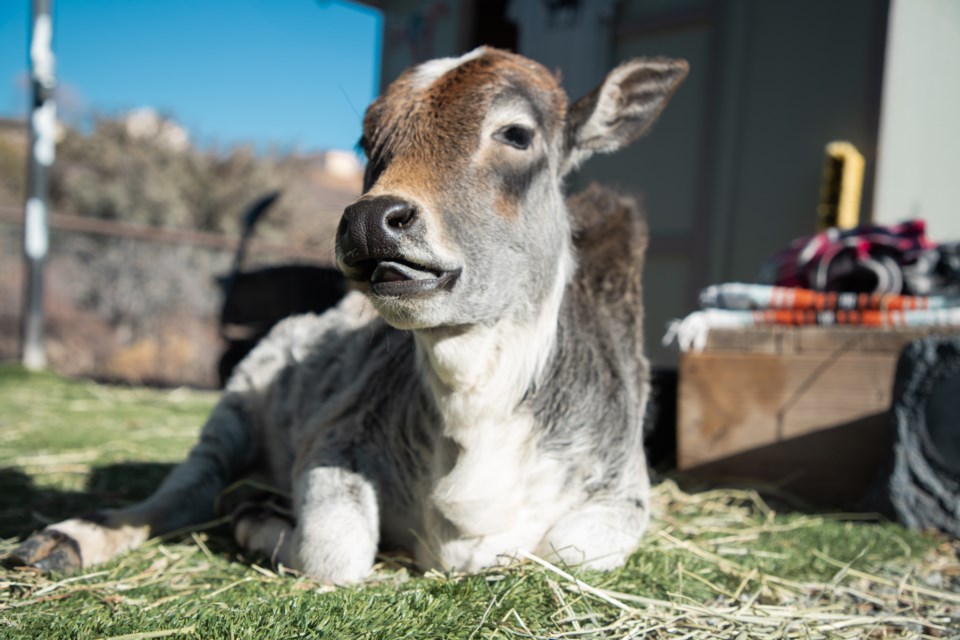 Guests can choose from either a 30-minute or 1-hour experience to spend time in the cuddle area with the cows. 