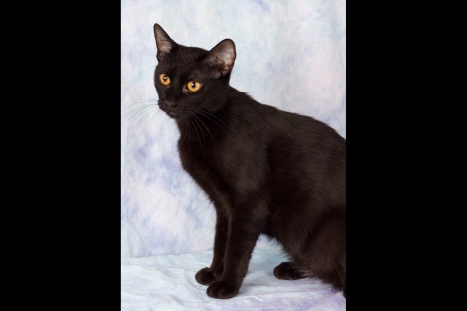 Delphine is a female, spayed, domestic, short-haired black cat, about a year old.