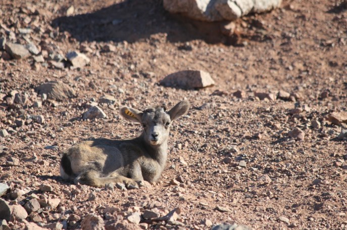 On Feb. 10, the Phoenix Zoo welcomed a desert bighorn lamb ram to its herd.