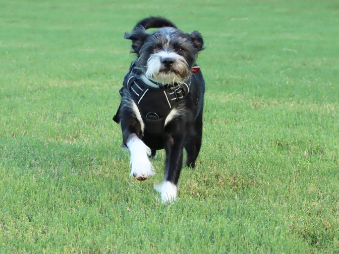 dog-at-dog-park