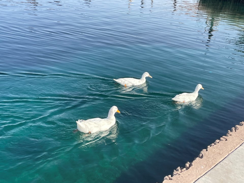 Ducks swimming