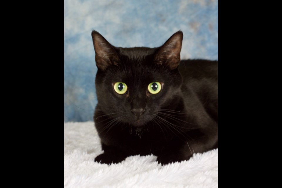 Enoki is a domestic, short-haired, spayed black female, about 2-1/2 years old. She is friendly, fun and social. 