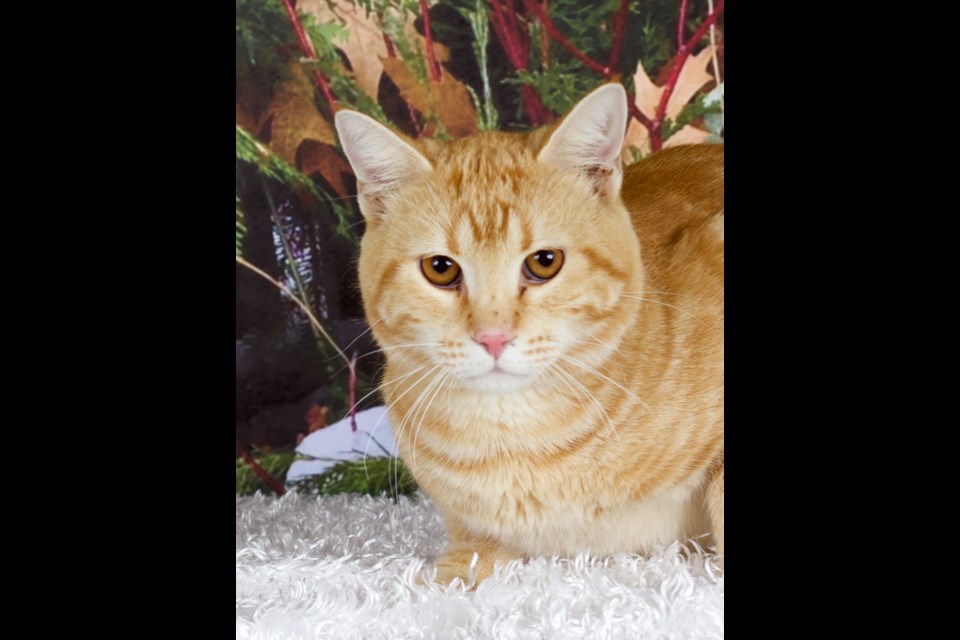 Farley is a domestic short-haired, red and white, male tabby cat. He is about 4 years old.