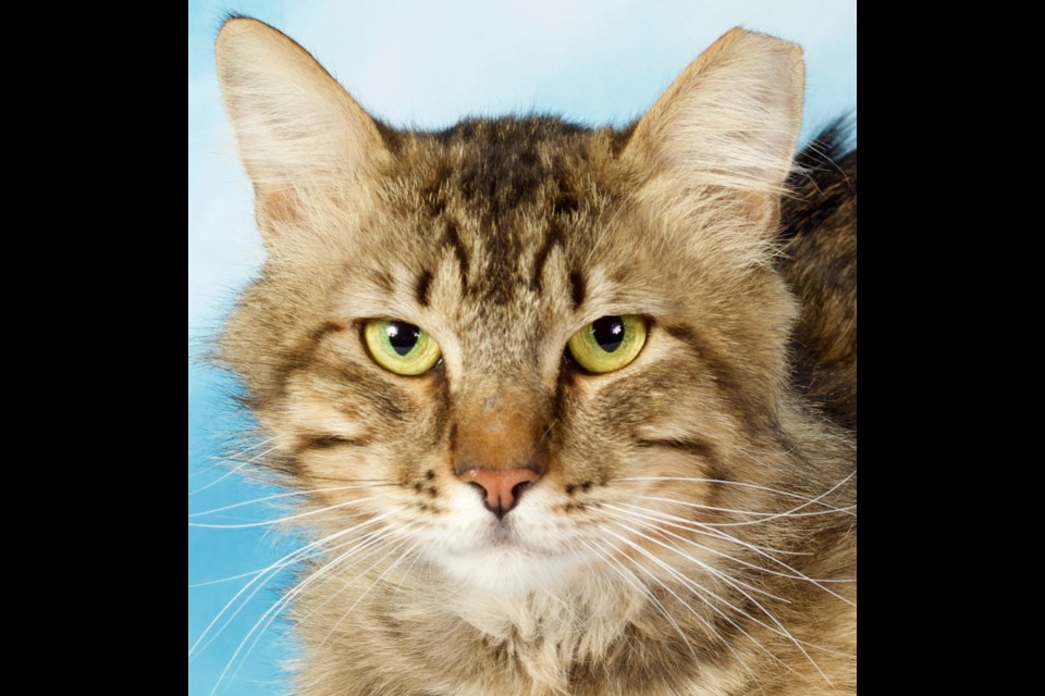 Garvey is a domestic medium-haired brown tabby cat, about 3 years old. His looks convey a serious expression but he is actually a very playful guy!