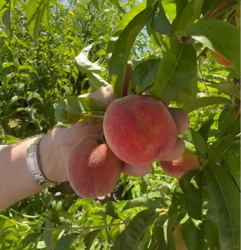 gm-5-6-23-peach-season-at-schnepf-farms-2023