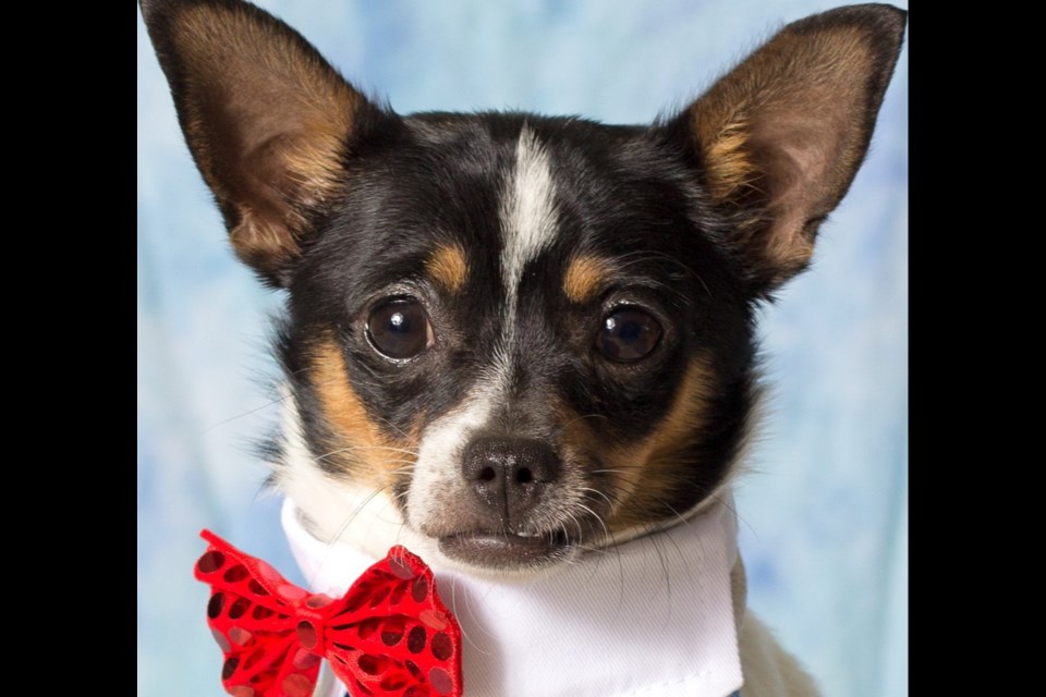 Huey, aka Snoopy, is an 8-year-old, 7- to 8-pound Chihuahua that was recently returned to Friends for Life Animal Rescue when his human passed away.