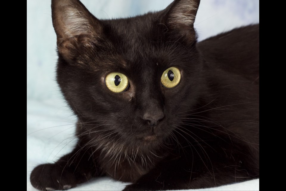 Lemonade is a domestic, short-haired, female spayed cat, about a year old.