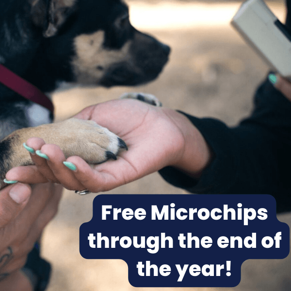 Maricopa County Animal Care & Control is offering free microchips at both of its shelters through the end of the year in hopes of keeping more dogs with their owners.