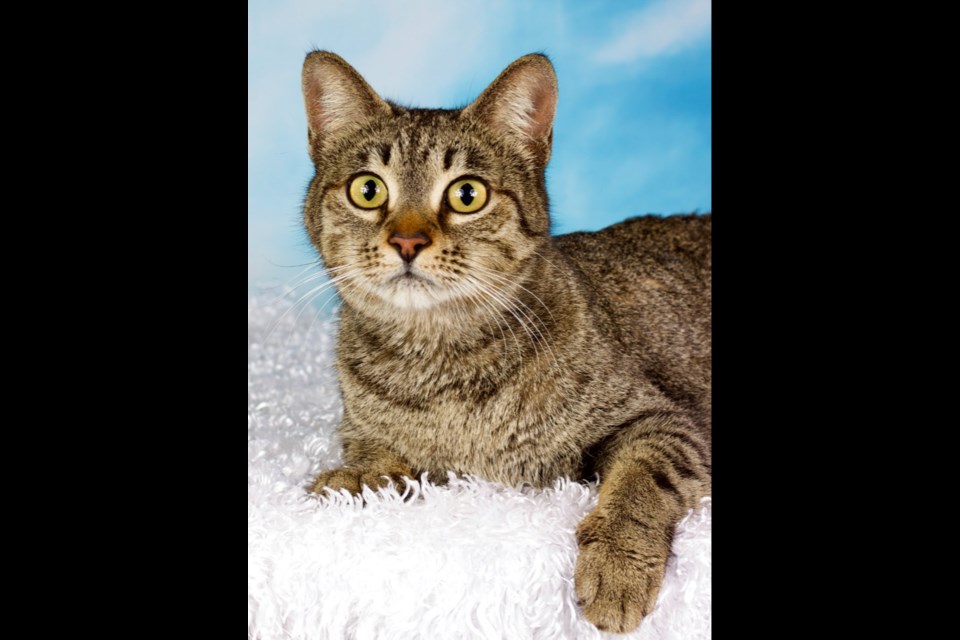 Merriweather is a domestic, short-haired, female, brown tabby cat, about 3 years old.