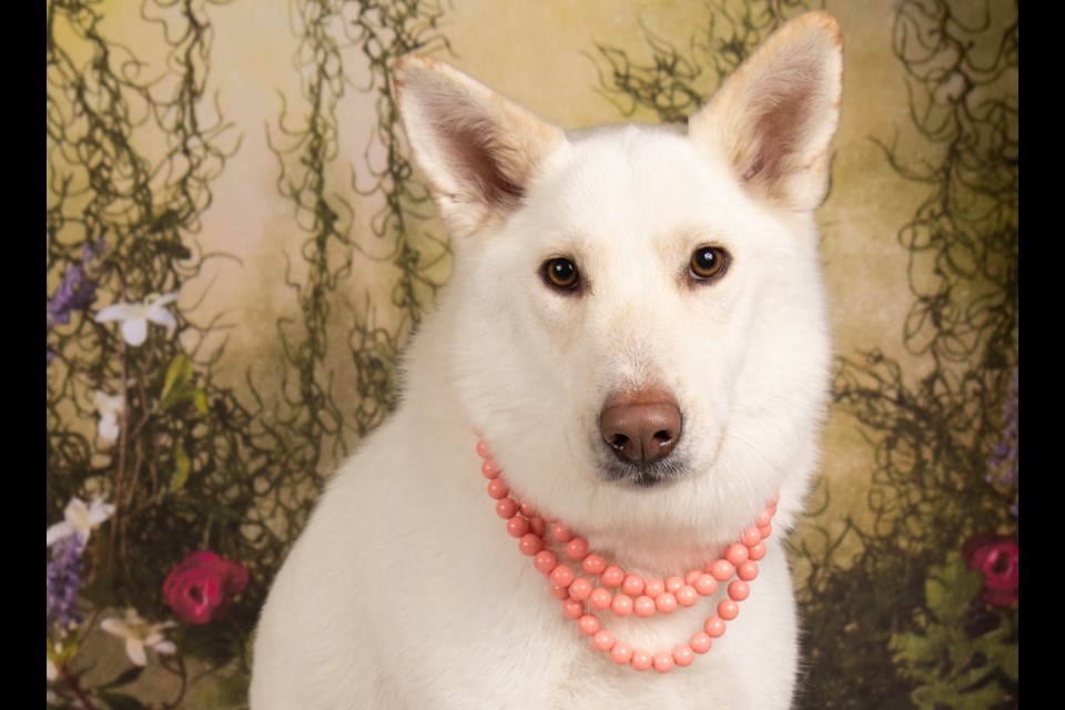 Peanut is a 2 1/2 to 3-year-old Shepherd blend, weighing about 62 pounds.