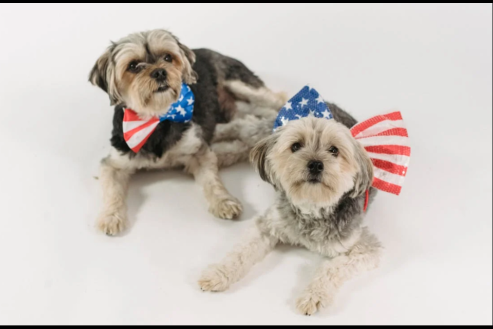 Fireworks may be a fun celebration for us, but they can cause severe anxiety for our pets. Between July 4 and July 6, more pets are lost than any other time of year and local shelters become overwhelmed with the amount of strays entering their doors.