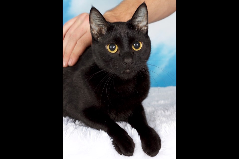 Pewty is a 4-year-old domestic, short-haired male cat that joined Friends for Life Animal Rescue when his owner became homeless.