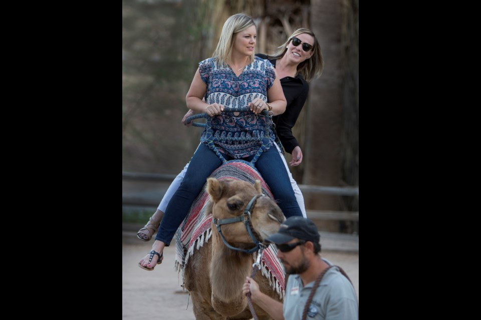 Roars & Pours is back at the Phoenix Zoo after an 18-month hiatus due to the COVID-19 pandemic. The happy hour with 
 a wild side is back today, Nov. 18, from 5:30 to 8:30 p.m. Camel rides are just one of many things to do at the event.