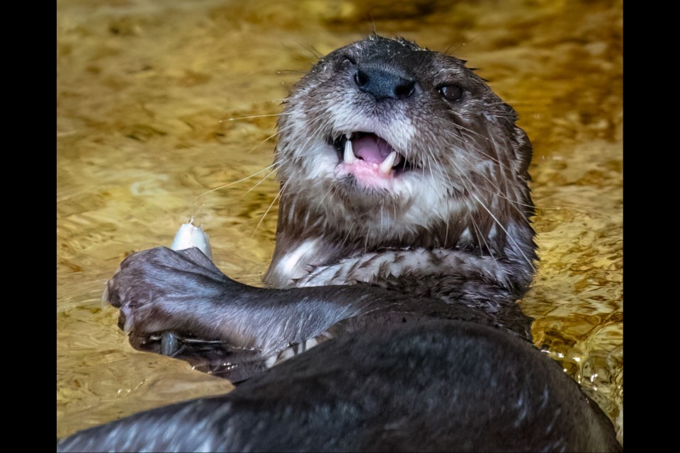 Guests will be able to stroll through the zoo’s trails and encounter animals, from tigers and cheetahs to primates and rhinos, exploring the snow or savoring cool treats.