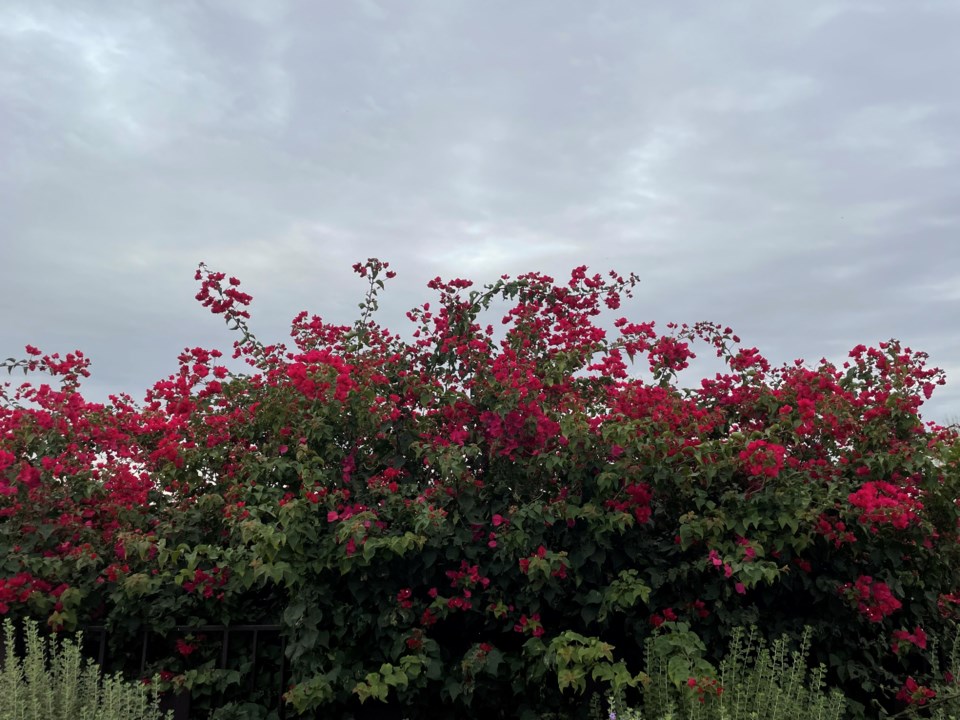 Pink flowers, gray day