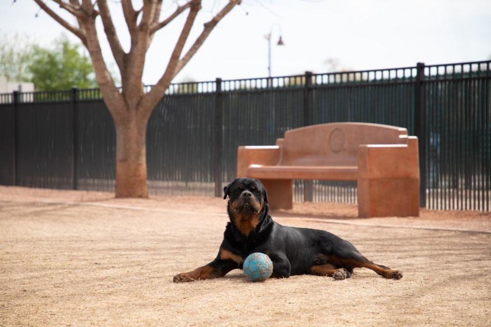 A pop-up dog park will be available July 1 through Aug. 31, 2024 at Founders' Park while summer maintenance is being performed at the Town of Queen Creek's Pocket Park for Pups.
