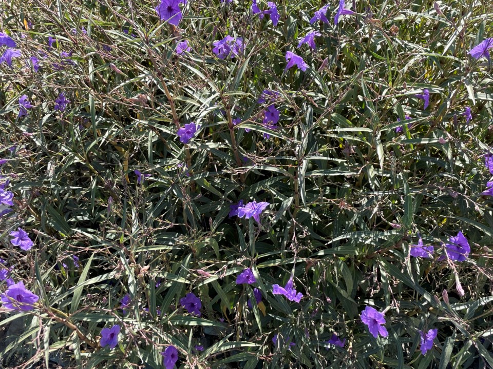 Purple flowers