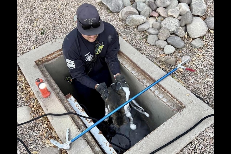 Fearless Queen Creek firefighters recently rescued a stranded feline friend from a storm drain.