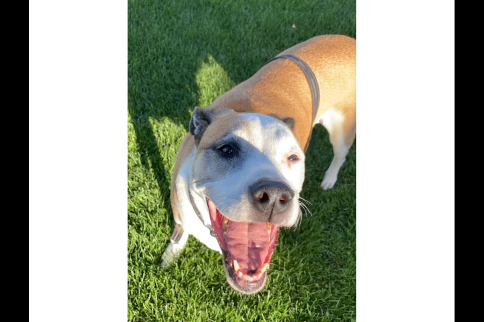 Rascal, the Boxer Lab mix who started it all.