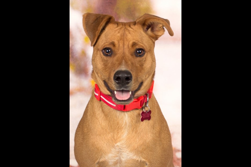 Ruff Lauren is a 2-year-old Lab blend, weighing about 50 pounds, and has a typical energy level for a 2-year-old dog.