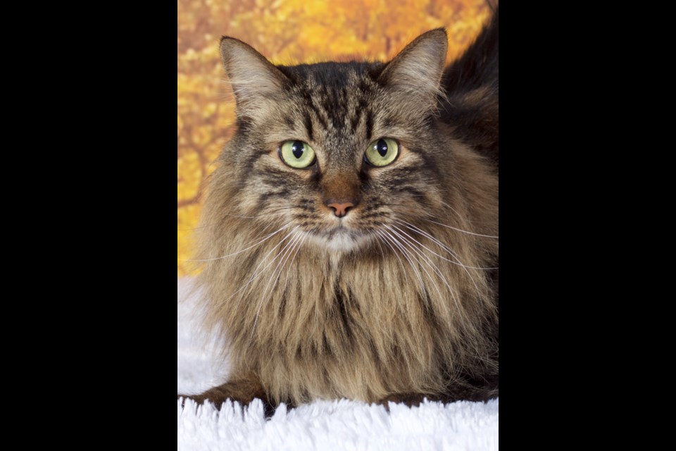 Saute is a domestic, long-haired, 7-year-old female cat that found herself back at Friends for Life Animal Rescue after her adopter passed away.